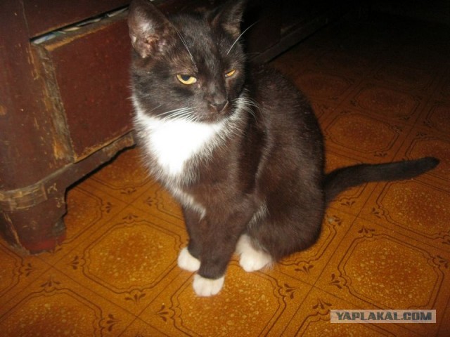 Жизнь домашнего приюта для котеек 368