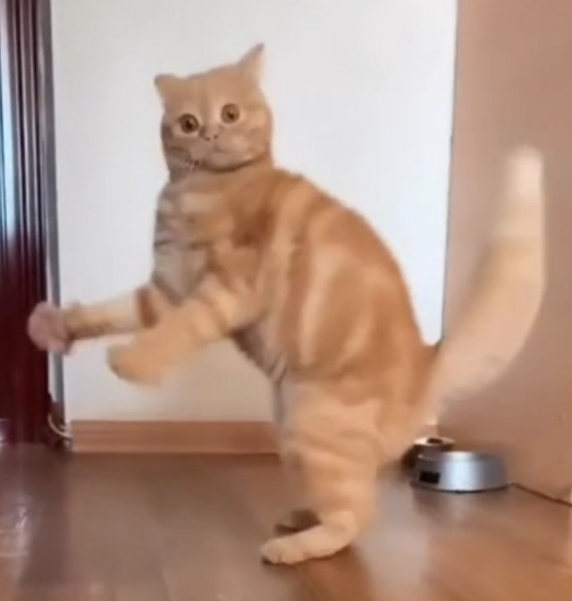 Котэ возмущён
