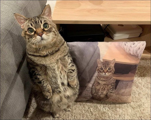 Забавные и милые котейки