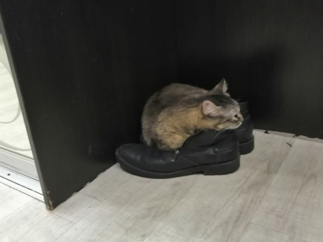 Ну, поехали в котоввторник!
