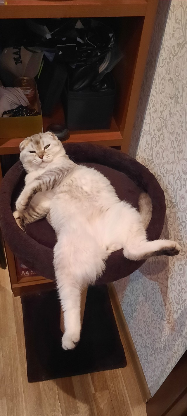 С праздником и котофторником!