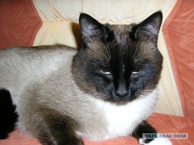 Котовторник ведь начался!