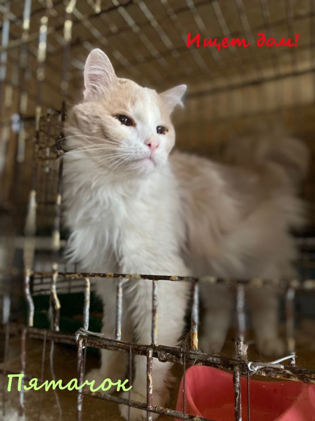 Жизнь домашнего приюта "Котоленд" 332