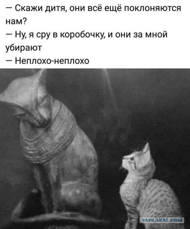 Кот