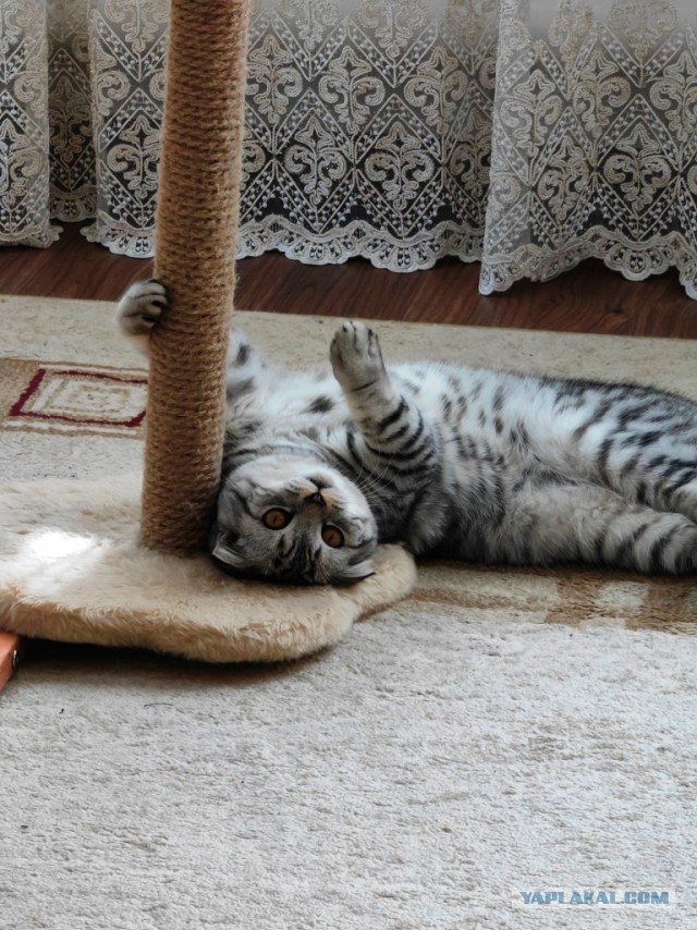 Котовторник 1.11.22