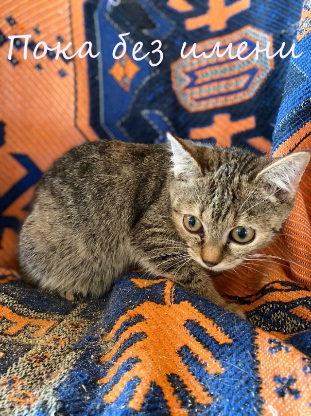 Жизнь домашнего приюта "Котоленд" 364