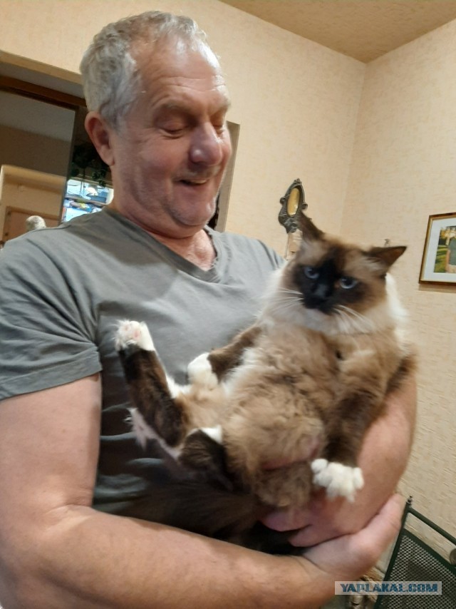 Метаморфоза (про котэ)