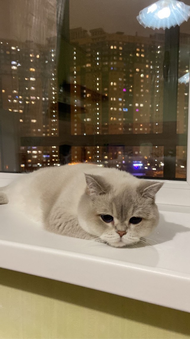 Человеку нужен кот