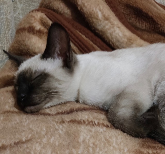 Почему грустят котики?