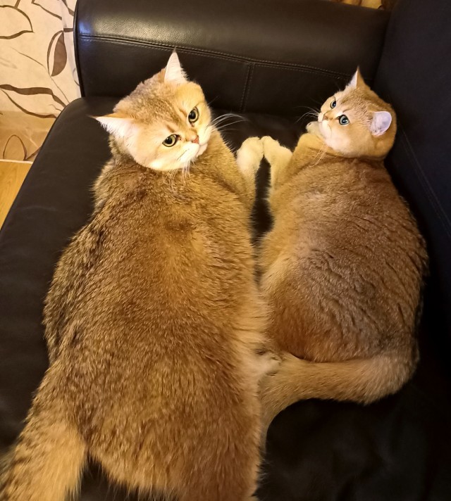 Вот как нужно котику стричь когти