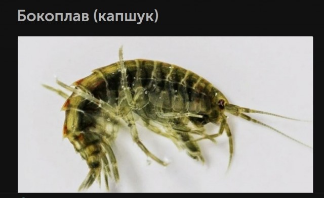 Конкурс красоты "Краса России" в Мурманске