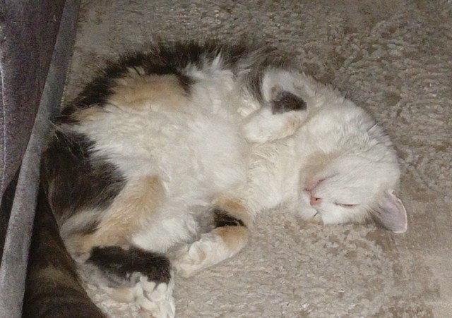 Кошки умеют ждать!