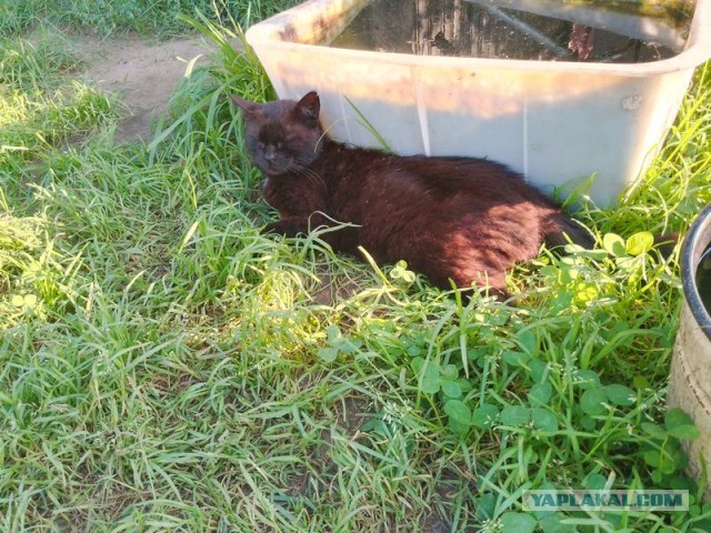 Жизнь домашнего приюта для котеек 462