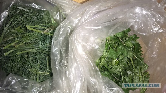 Холостяцкая еда