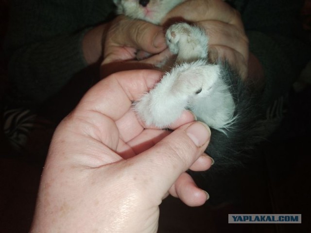 Жизнь домашнего приюта для котеек 496
