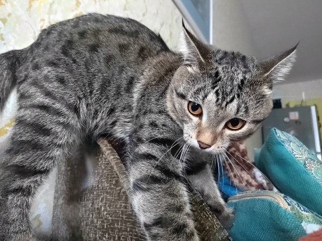 Котовторник