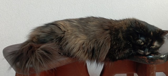 Принимайте в клуб! Котовторник же