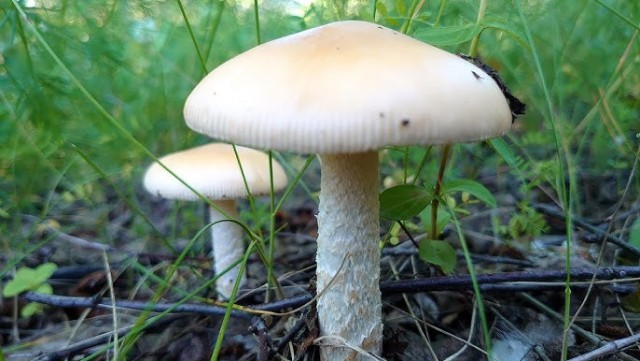 Бесполезная домашняя работа.