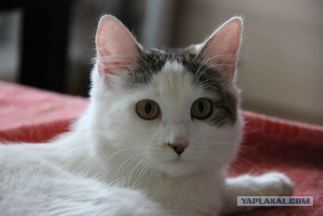 Как я подобрал котэ