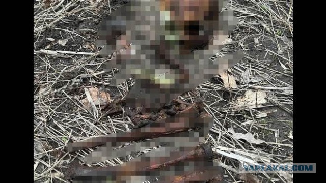 В городе Пушкин после таяния снега в канаве нашли пакет с человеческими останками