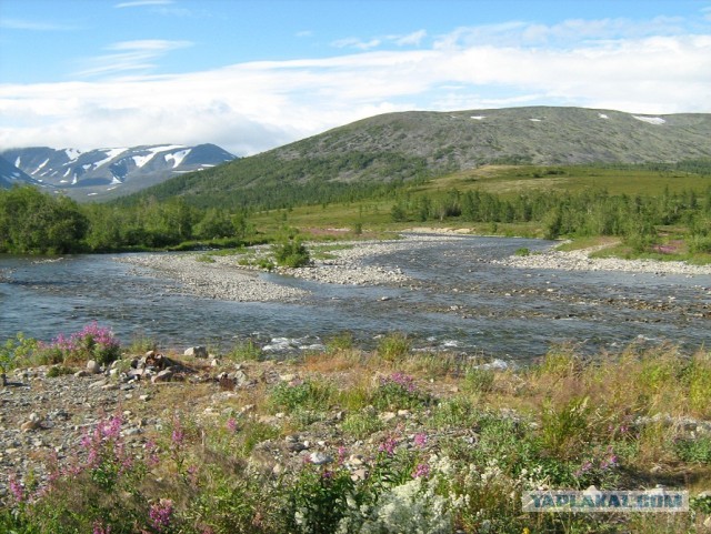 Красота! Лето на Ямале. Фото