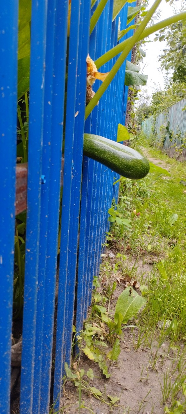 Литболталка