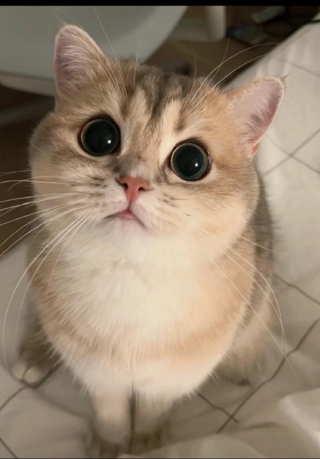 Кот - глазастик.