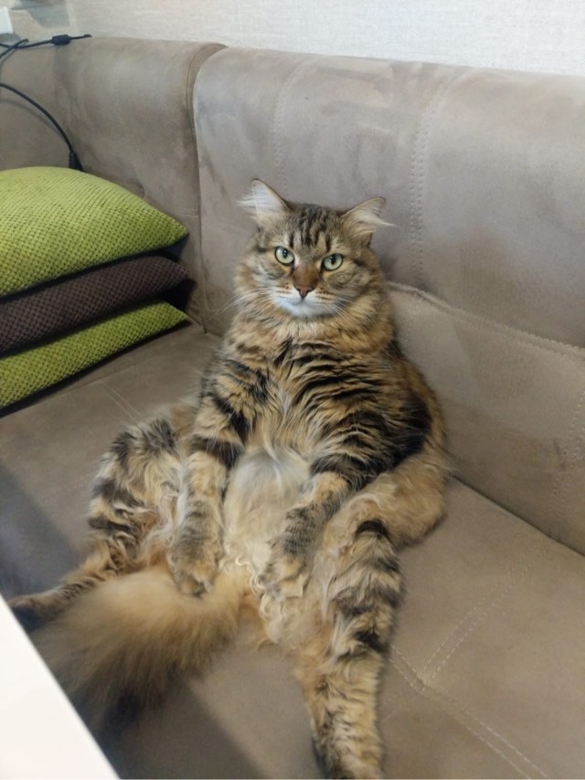 Котопоза