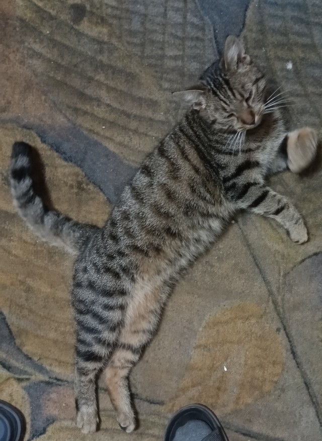 Кошка превращается, превращается кошка....
