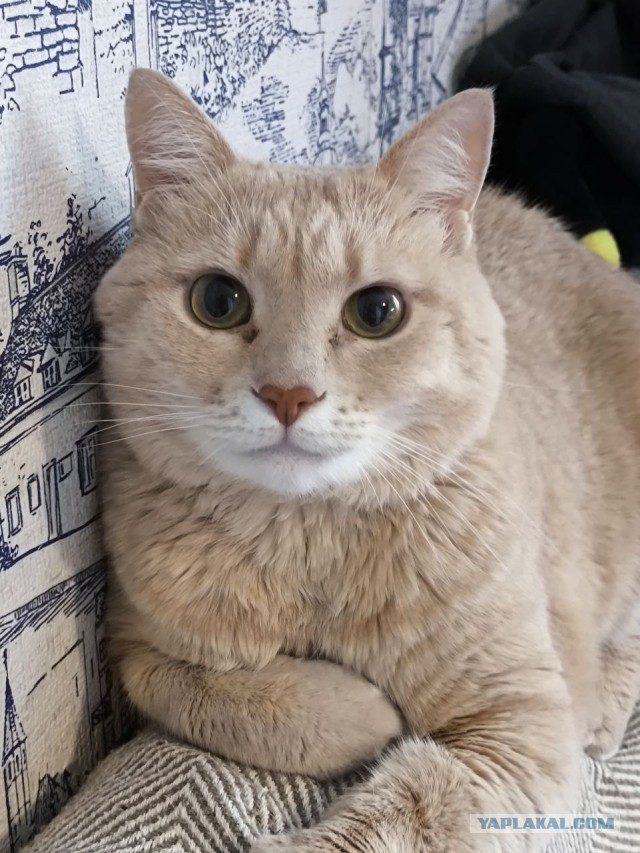Кошачьи звезды вэбкама