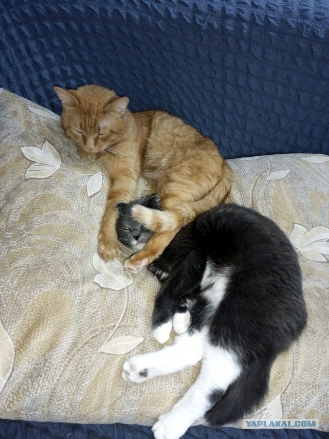 Кот пердит