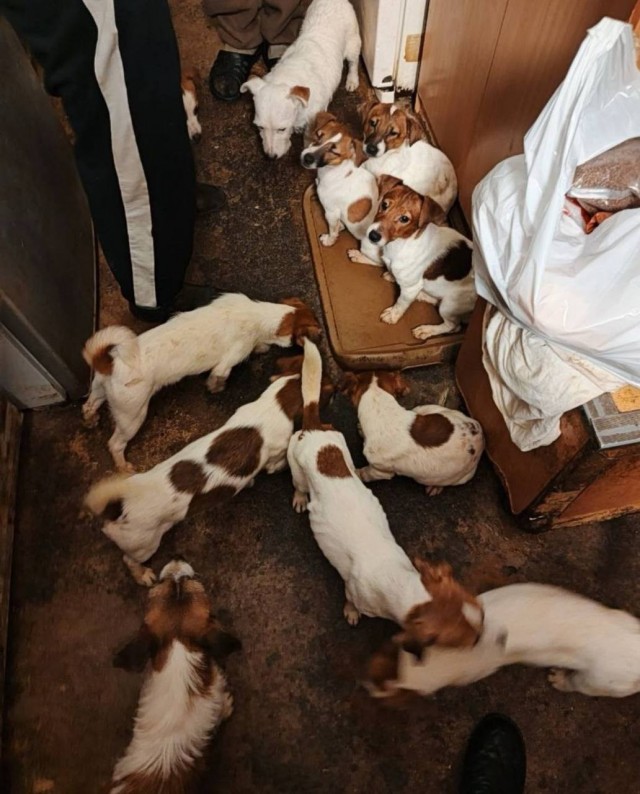 Заводчик собак в квартире.