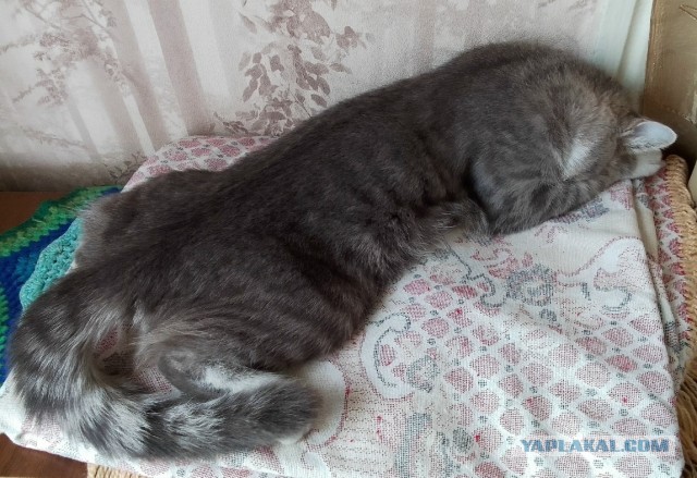 Спят усталые котейки