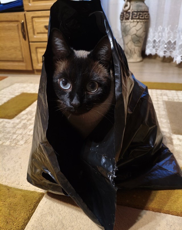 К-котовторник.