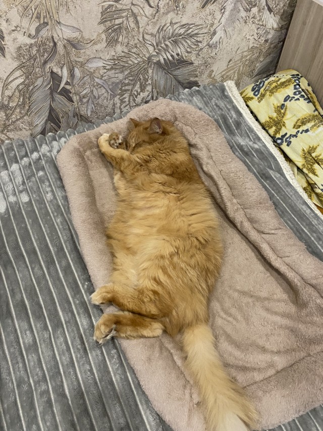 17 лет Коту ( примерно)