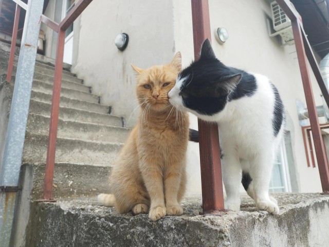 Рандомных фото котов тред