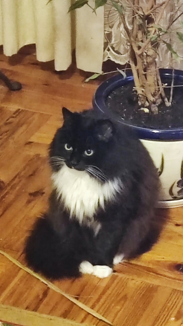 Очередной котовторник