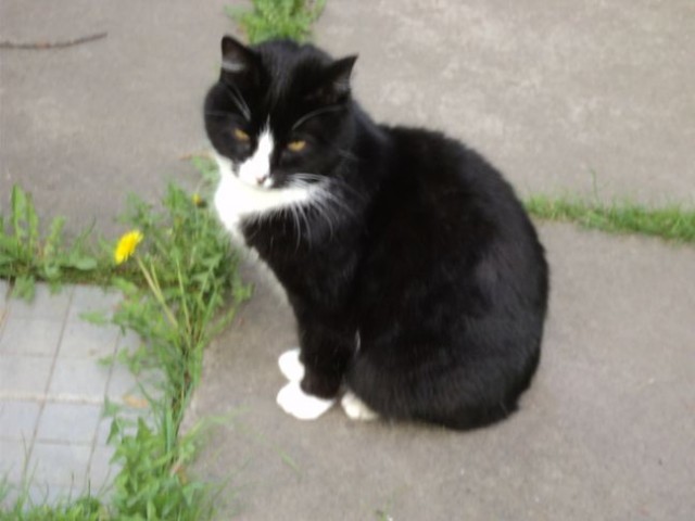 Миролюбивые кошаки Рэгдолл