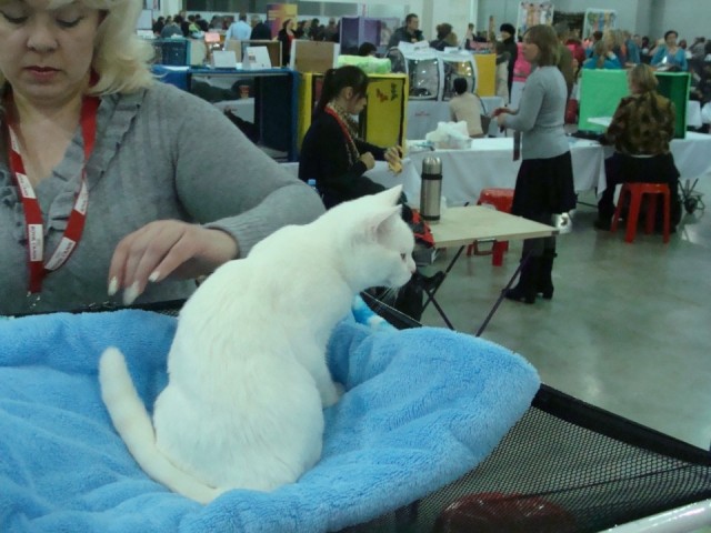 Выставка кошек. Котовторник