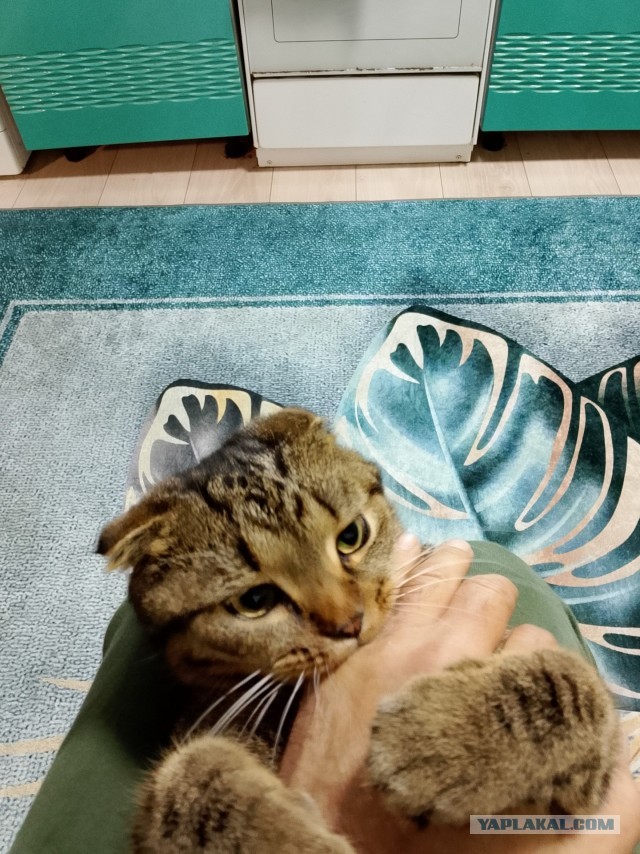 К-котовторник