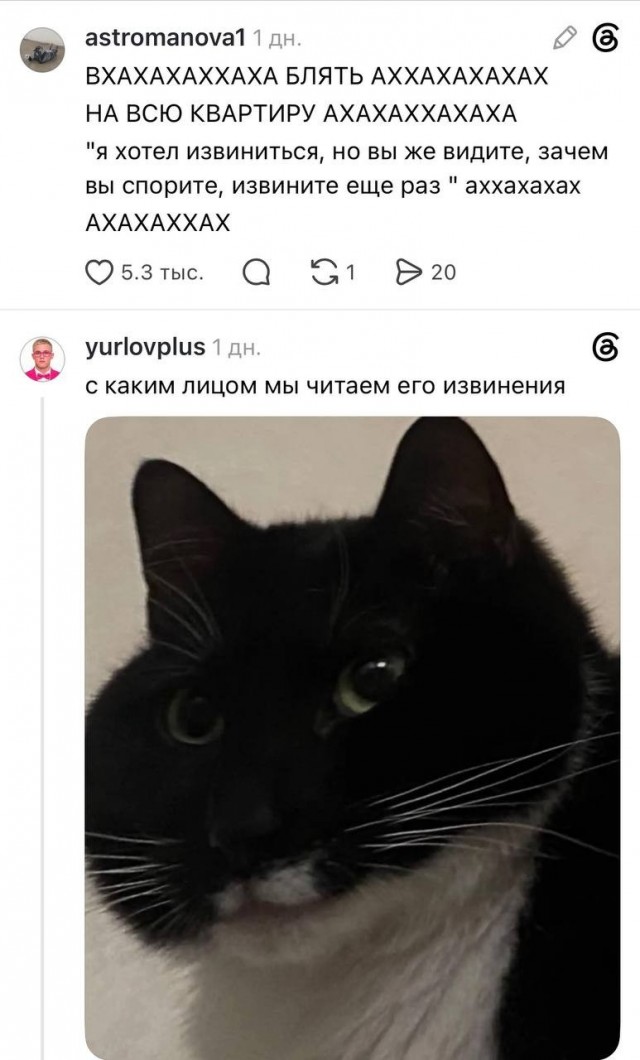В интернете спорят из-за кота с «огромной круглой головой», который в итоге собрал армию фанатов