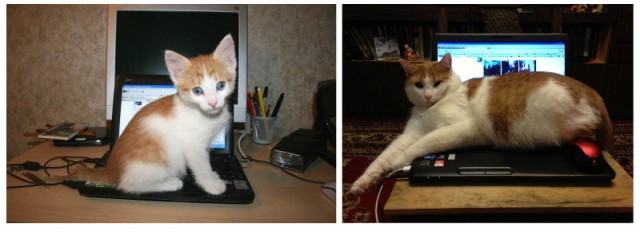 Коты и время
