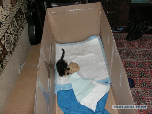 История одного "почти спасения".