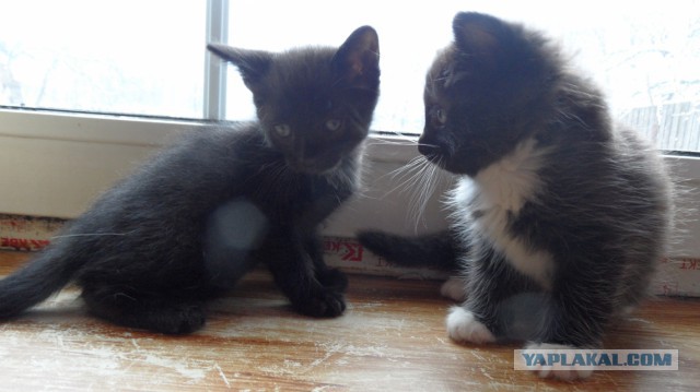 Котовторник  10.12.2013