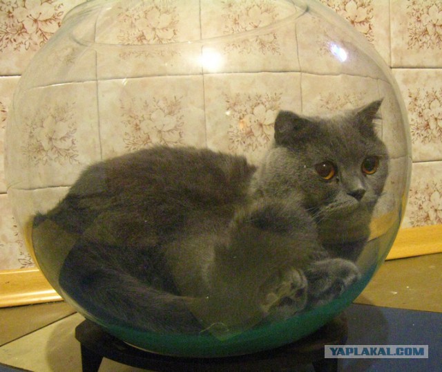 Разве может коробка пустовать?