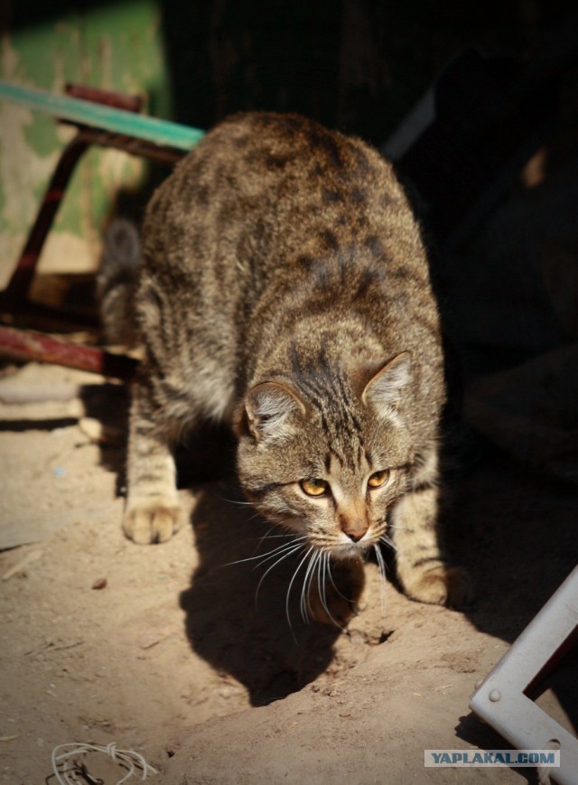 Котовторник 22.04.2014