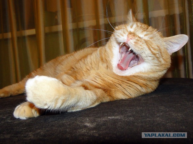 А у тебя есть фото твоей зевающей котейки ?