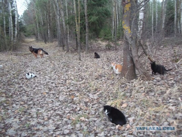 Жизнь домашнего приюта для котеек 36