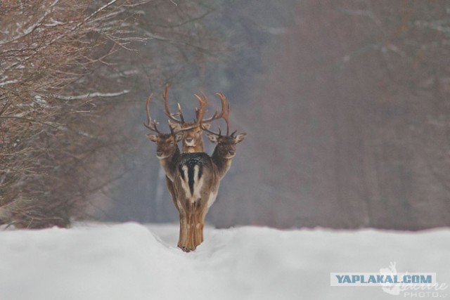 Лучшие фотографии года