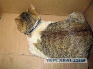 Кот - наркокурьер